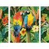 Papagáje v pralese maľovanie podľa čísel Schipper